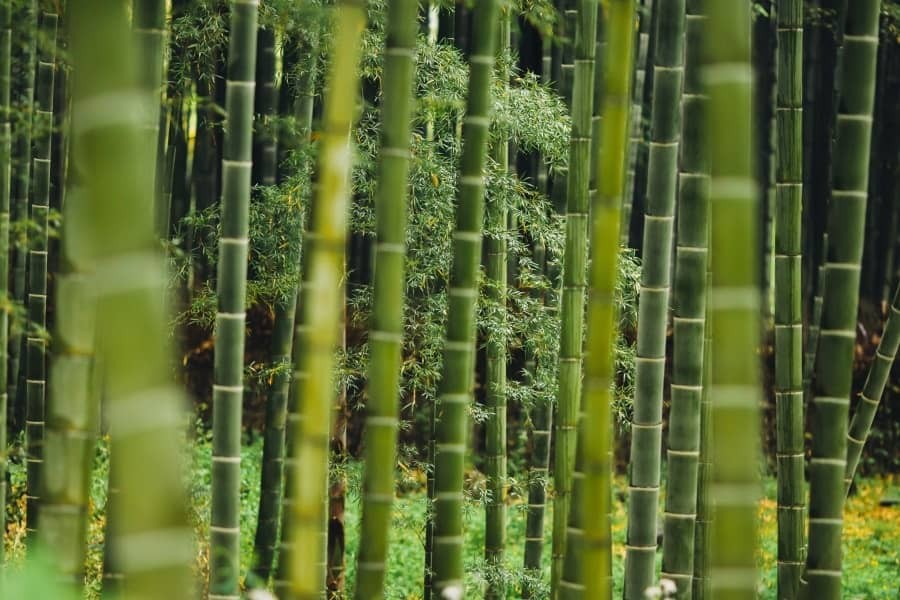 How Sustainable Is Bamboo — Is It Truly Eco-Friendly?